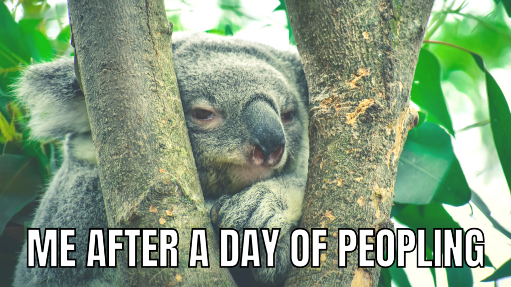 the introvert koala